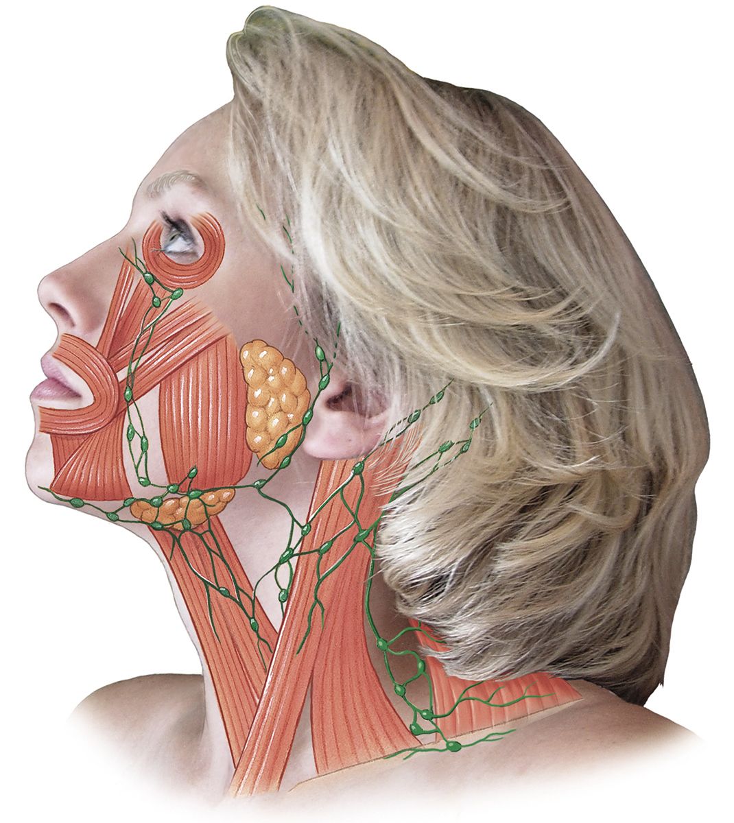 Anatomical illustration of facial muscles and skin with a woman's face in the background.